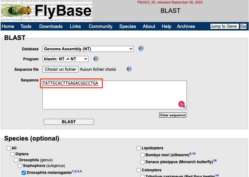 Blast FlyBase